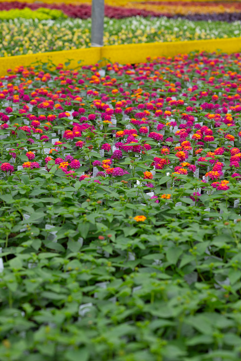 4" Flat Lantana – Fiesta Mix