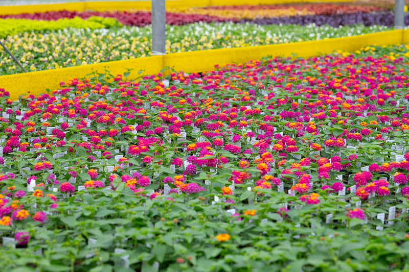 4" Flat Lantana – Fiesta Mix