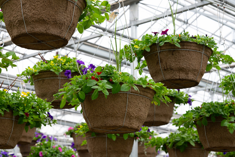 18" Fibre Hanging Basket – Summer Carnival Mix