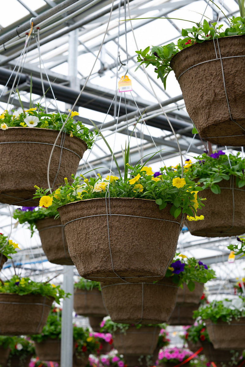 18" Fibre Hanging Basket – Sunny Delight Mix