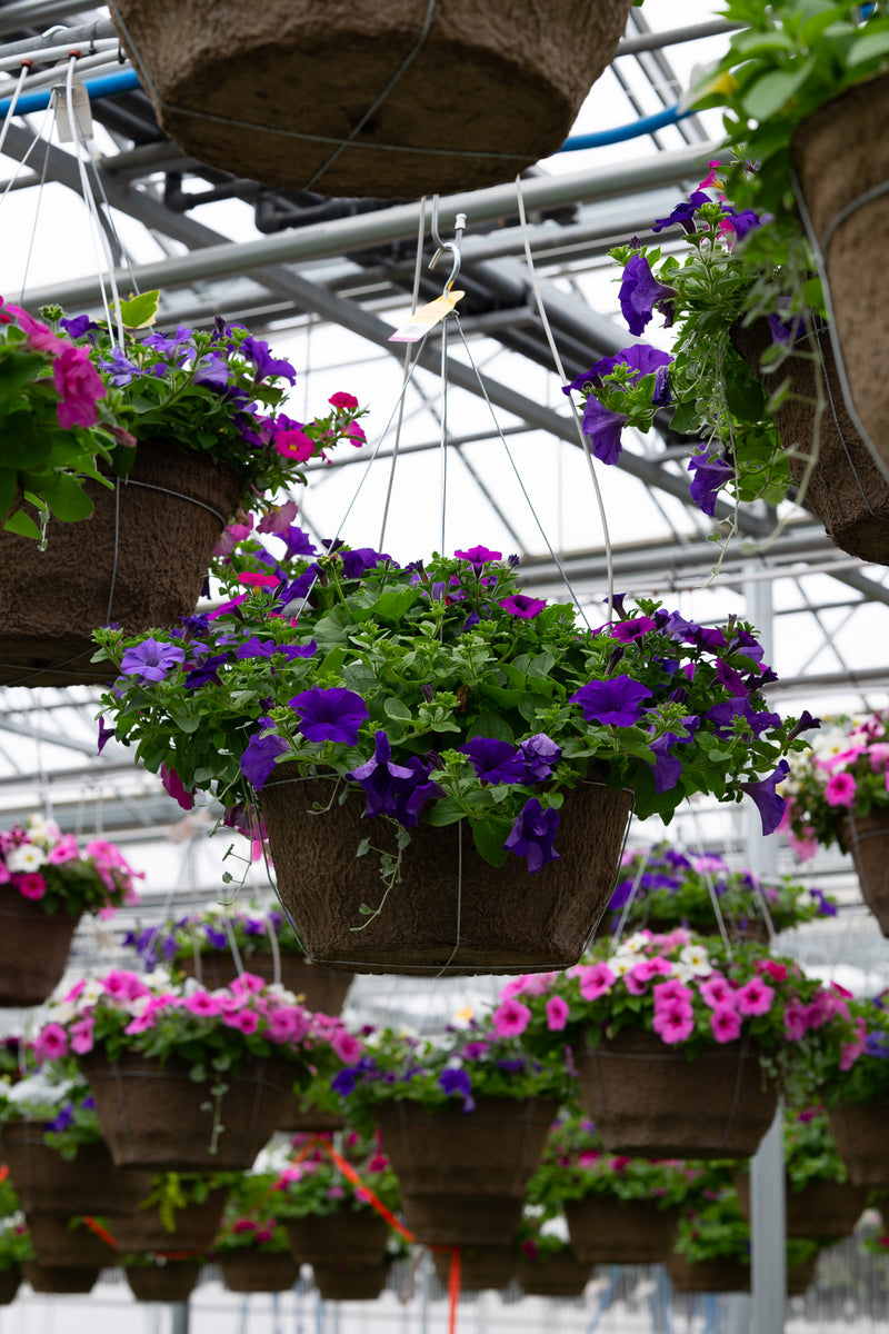 18" Fibre Hanging Basket – Violet Charm Mix