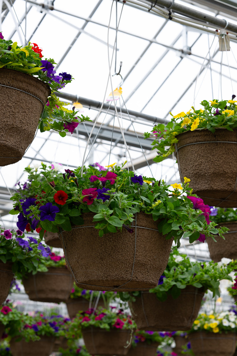 18" Fibre Hanging Basket – Carnival Burst Mix