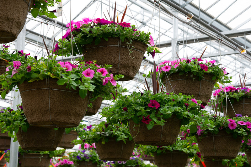 18" Fibre Hanging Basket – Pink Stardust Mix