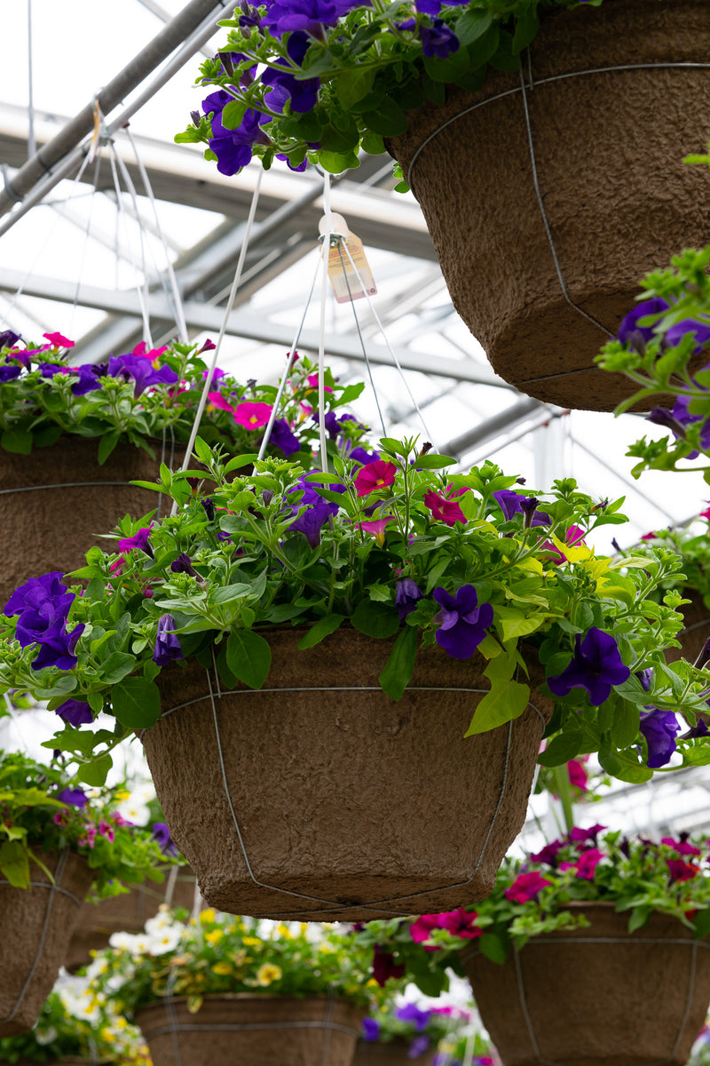 18" Fibre Hanging Basket – Violet Charm Mix