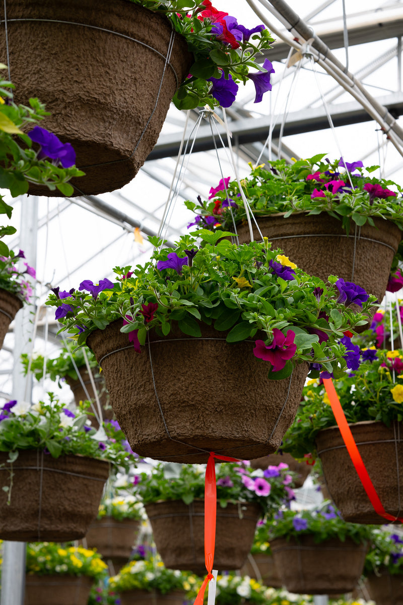 18" Fibre Hanging Basket – Jewel Carnival Mix