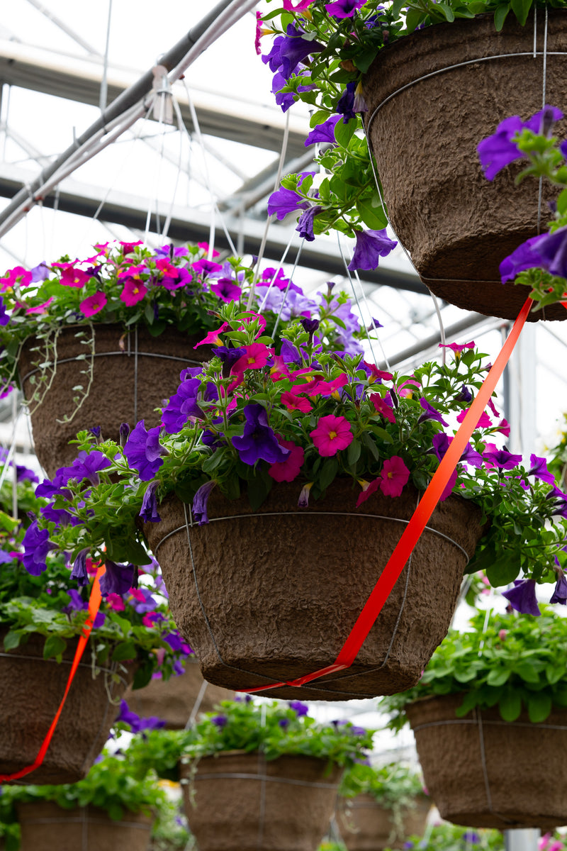 18" Fibre Hanging Basket – Violet Splash Mix