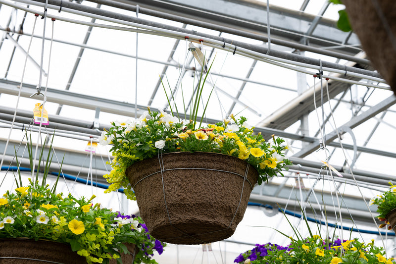 18" Fibre Hanging Basket – Cherry Lemonade Mix