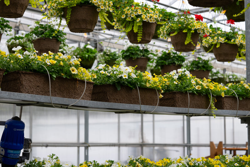 24" Fibre Window Box – Sunshine Glow Mix