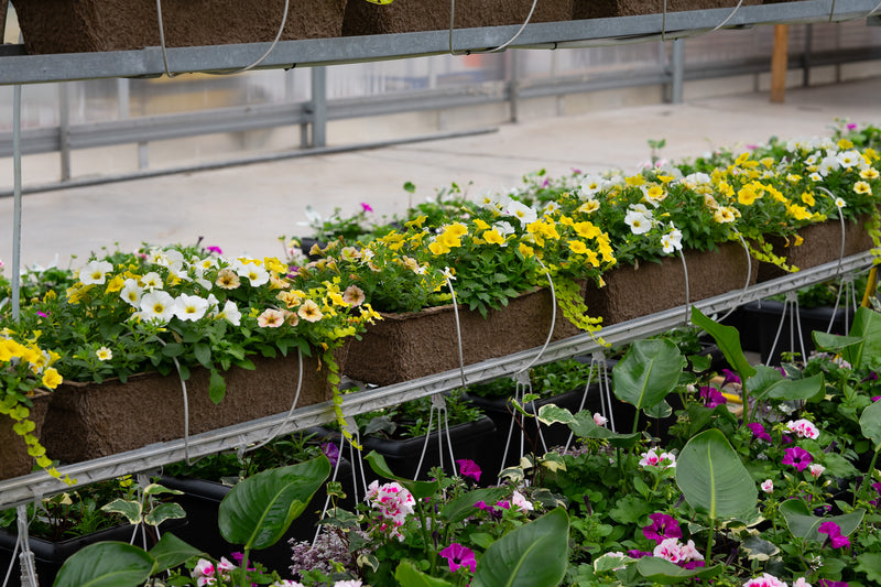 24" Fibre Window Box – Sunshine Glow Mix