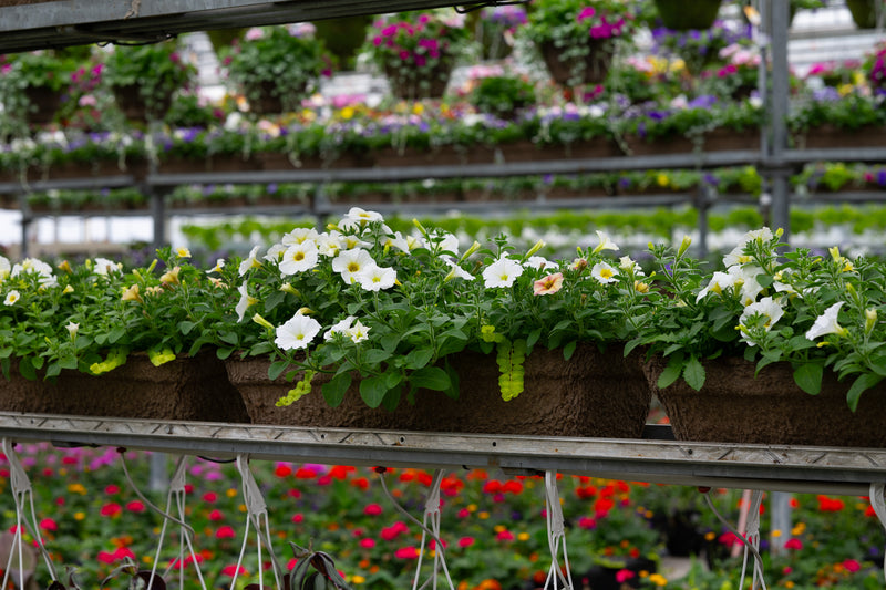 24" Premium Fibre Window Box – Vanilla Cream Mix