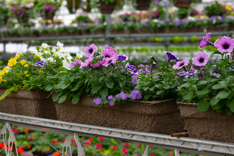 24" Premium Fibre Window Box – Lavender Mist Mix