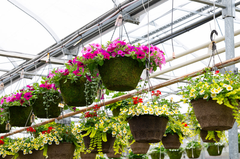 16" Moss Premium Hanging Basket – Pink Cascade Mix