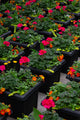 14" Premium Sun Square Planter – Tropical Blaze Mix