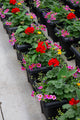 14" Premium Sun Square Planter – Carnival Spark Mix