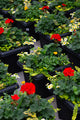 14" Premium Sun Square Planter – Sunshine Celebration Mix