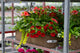 24" Premium Sun Window Box – Scarlet Charm Mix