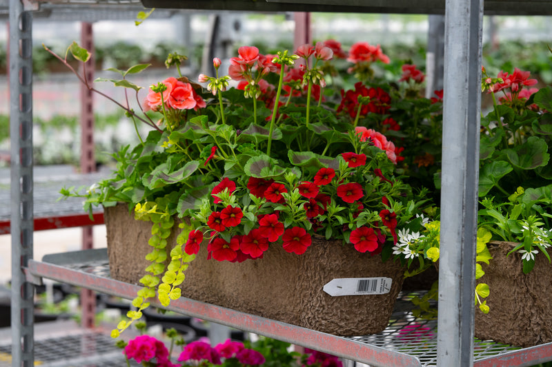 24" Premium Sun Window Box – Scarlet Charm Mix