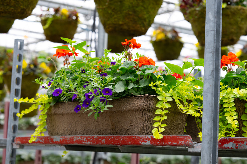 24" Premium Sun Window Box – Sunset Blaze Mix