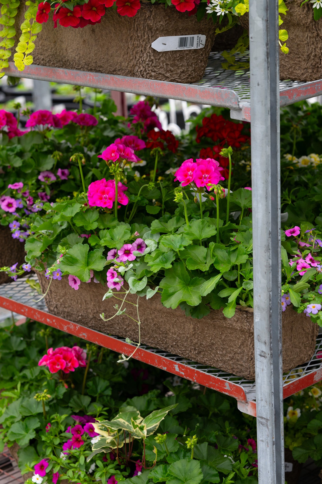 24" Premium Sun Window Box – Pink Passion Mix