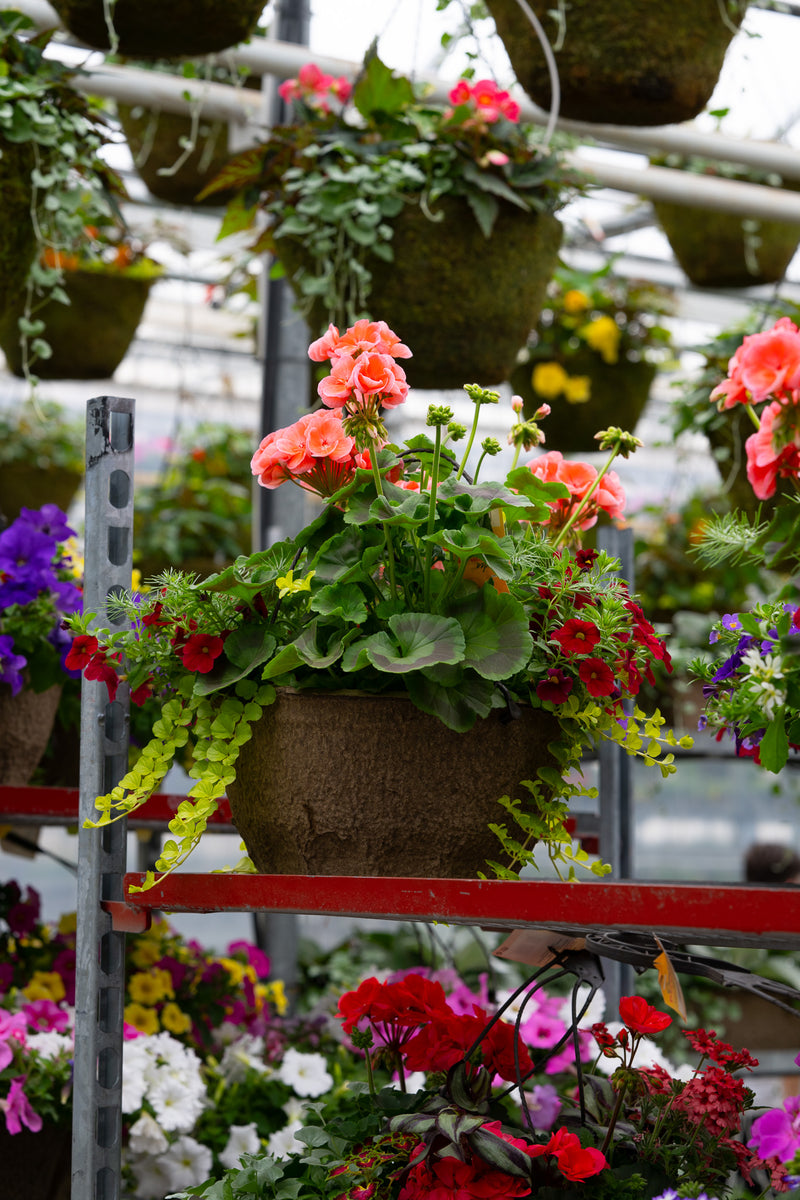 12" Premium Sun Hanging Basket – Coral Charm Mix