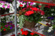 12" Premium Sun Hanging Basket – Scarlet Blaze Mix