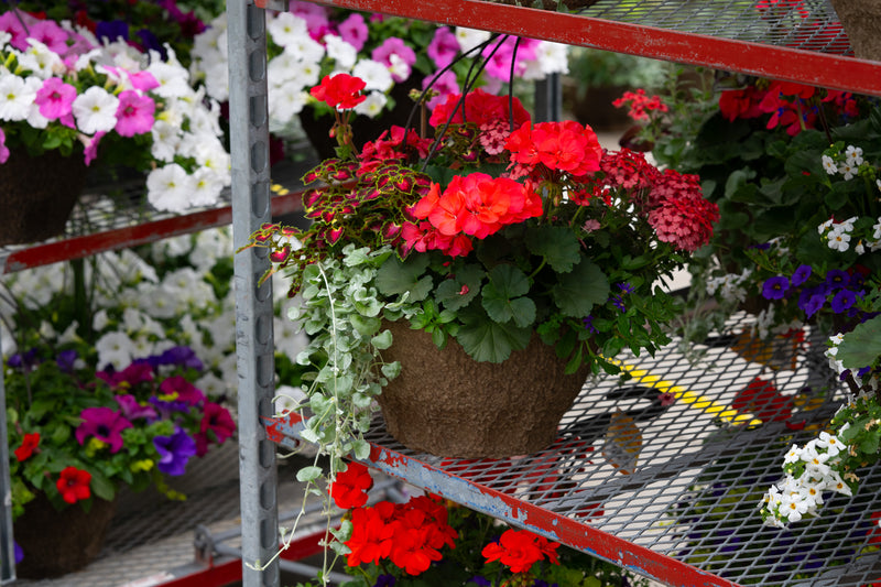 12" Premium Sun Hanging Basket – Scarlet Blaze Mix