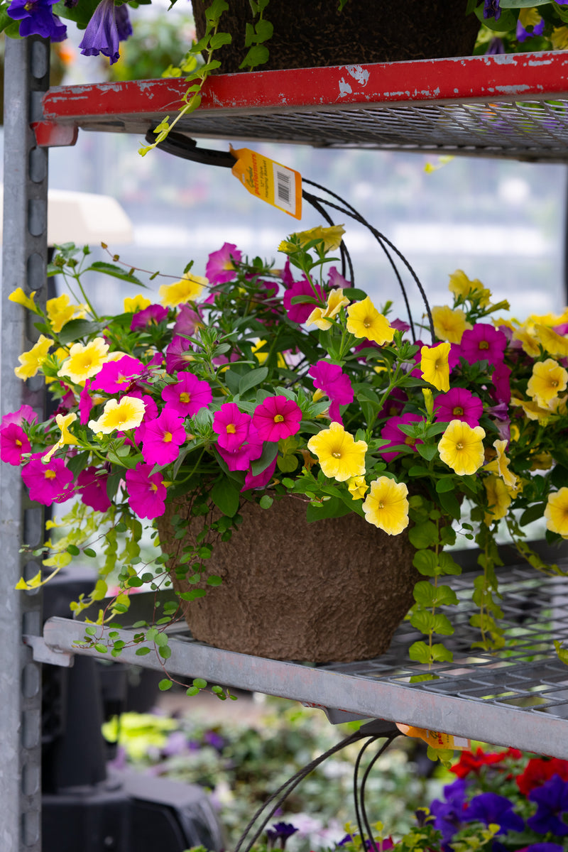 12" Premium Sun Hanging Basket – Lemonberry Fizz Mix