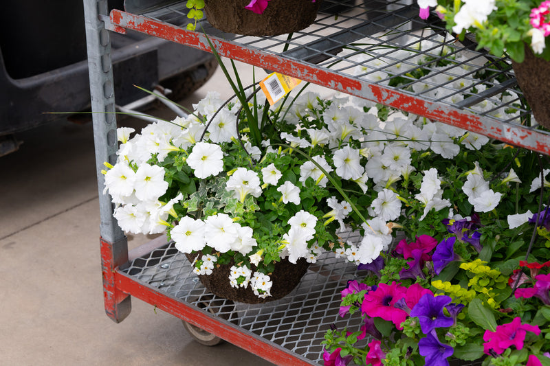 12" Premium Sun Hanging Basket – Snowy Elegance Mix