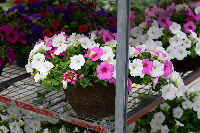 12" Premium Sun Hanging Basket – Blushing Charm Mix