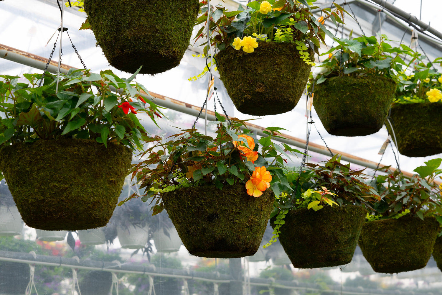 16" Moss Premium Mixed Shade Hanging Basket – Sunset Glow Mix