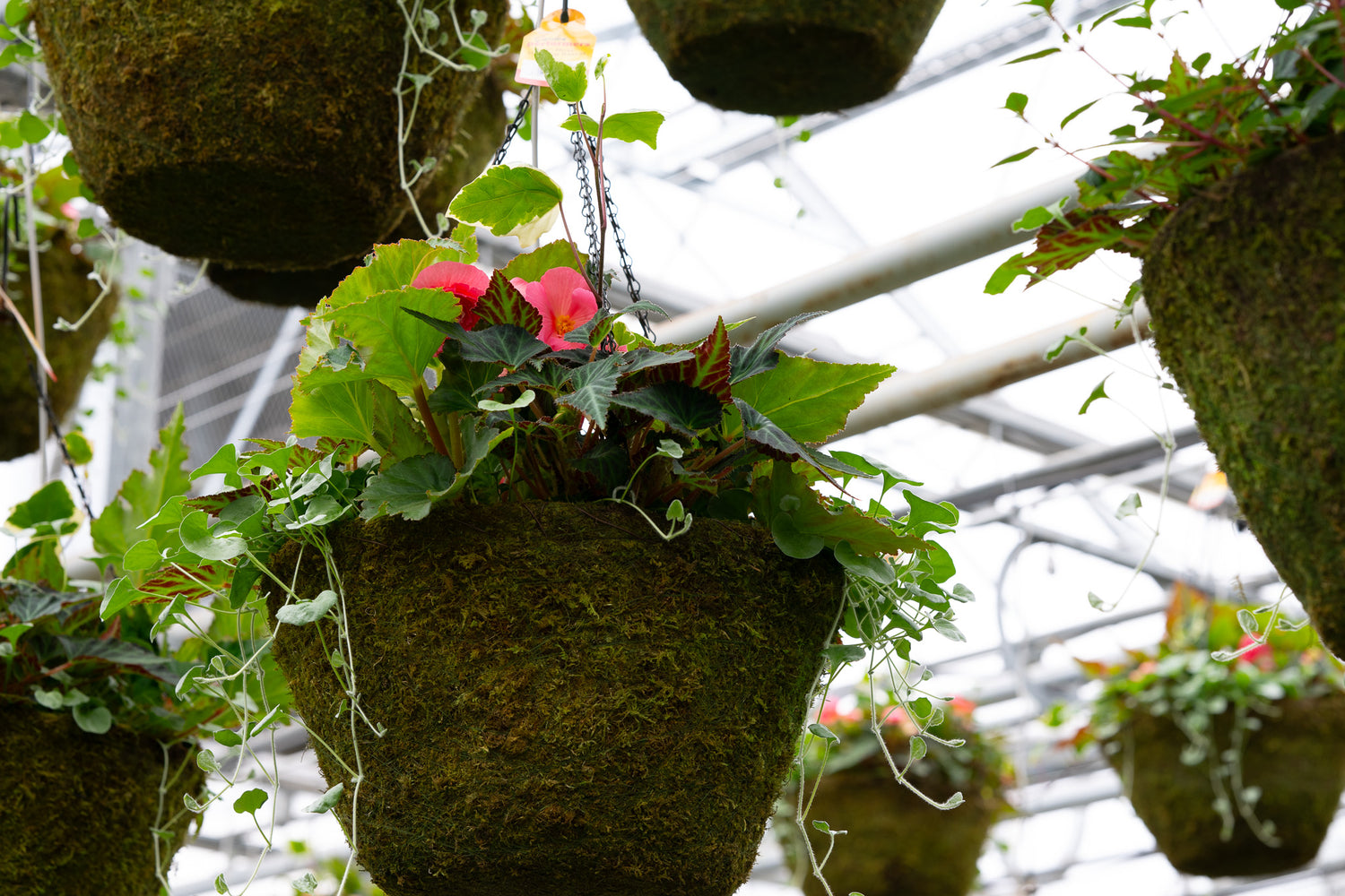 16" Moss Premium Mixed Shade Hanging Basket – Blush Charm Mix