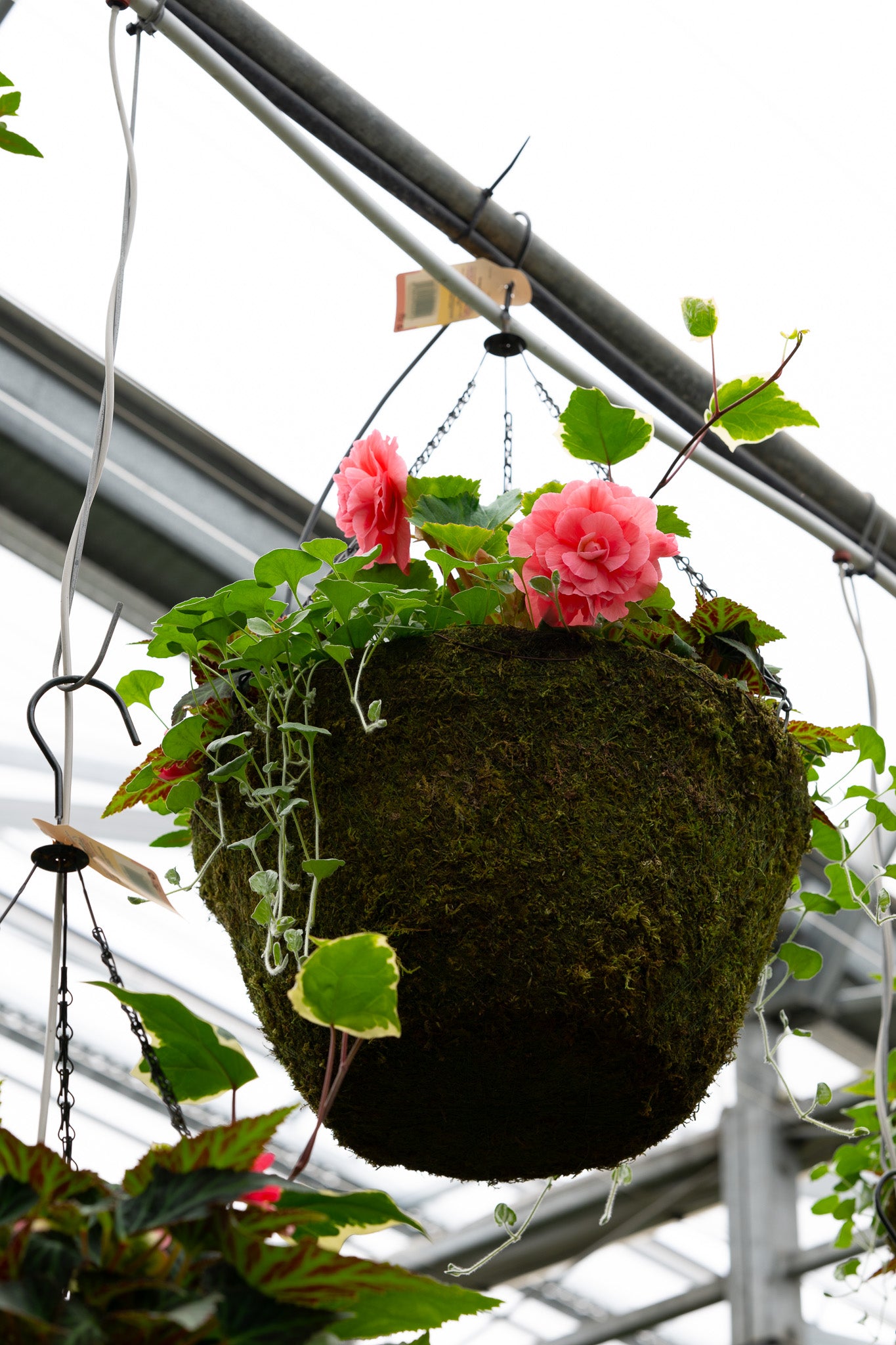 16" Moss Premium Mixed Shade Hanging Basket – Coral Charm Mix