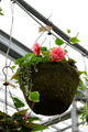 16" Moss Premium Mixed Shade Hanging Basket – Coral Charm Mix