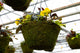 16" Moss Premium Mixed Shade Hanging Basket – Golden Glow Mix