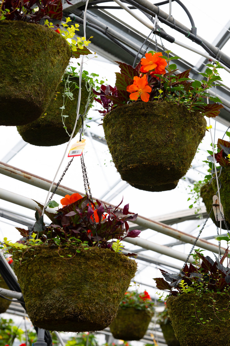 16" Moss Premium Mixed Shade Hanging Basket – Fiery Ember Mix