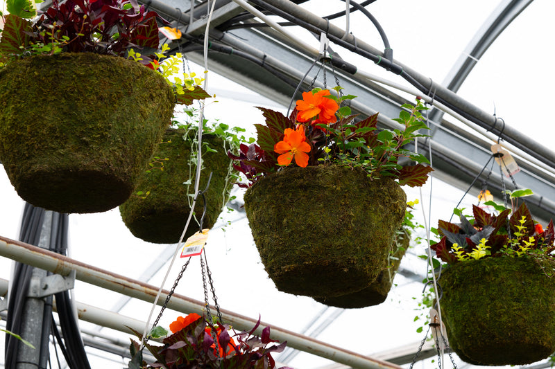 16" Moss Premium Mixed Shade Hanging Basket – Fiery Ember Mix
