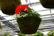 16" Moss Premium Mixed Shade Hanging Basket – Scarlet Flame Mix