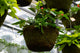 16" Moss Premium Mixed Shade Hanging Basket – Scarlet Charm Mix