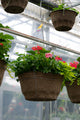 18" Premium Sun Hanging Basket – Cherry Splash Mix