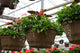 18" Premium Sun Hanging Basket – Blushing Cascade Mix