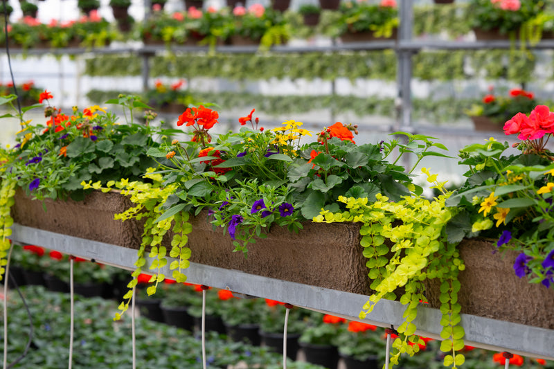 24" Premium Sun Window Box – Firecracker Burst Mix