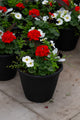 13" Premium Sun Patio Pot Mix – Classic Elegance Mix