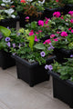 14" Premium Sun Patio Pot Mix – Purple Charm Mix