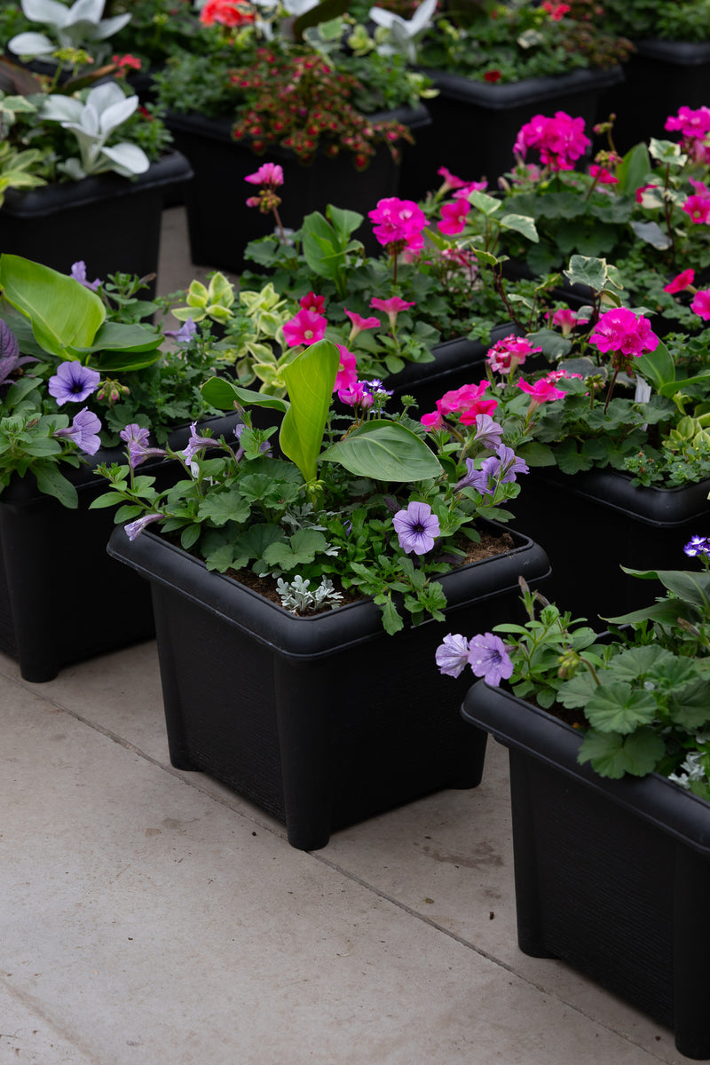 14" Premium Sun Patio Pot Mix – Purple Charm Mix