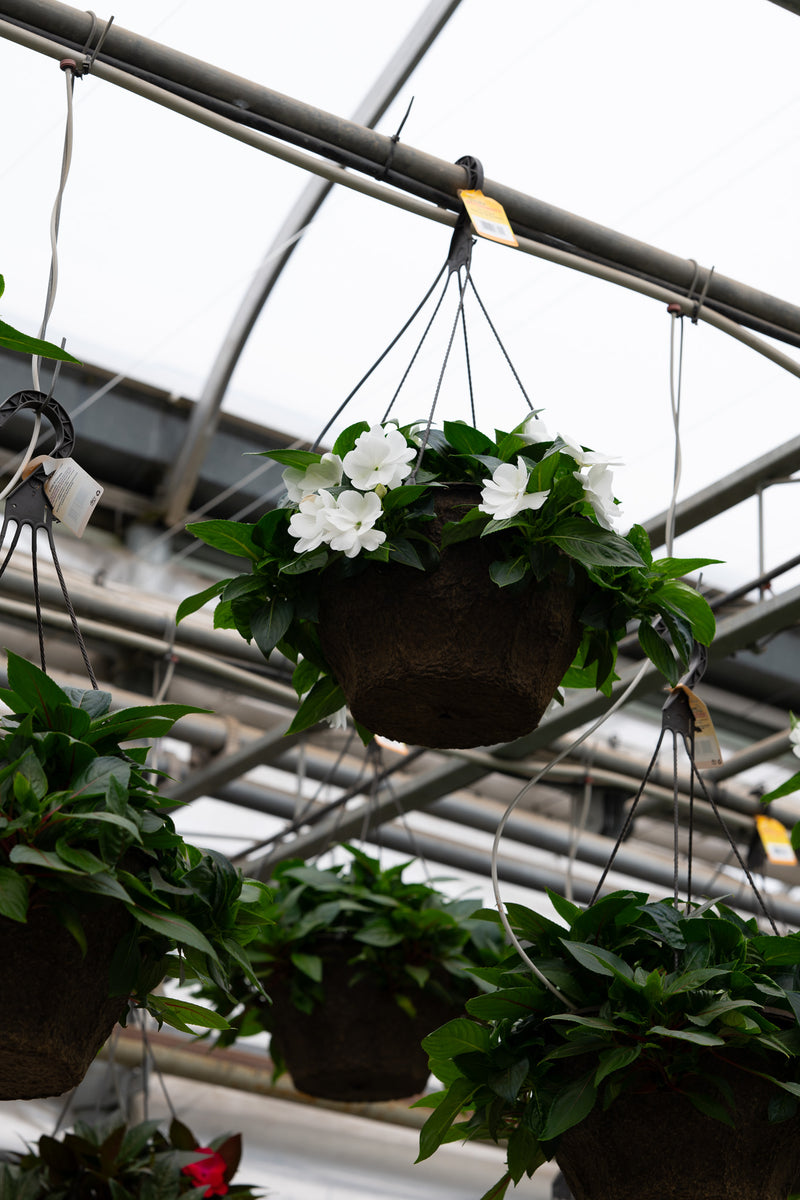 12" Fibre Premium Mixed Shade Hanging Basket – White Elegance Mix