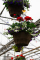 12" Fibre Premium Mixed Sun Hanging Basket – Patriotic Charm Mix