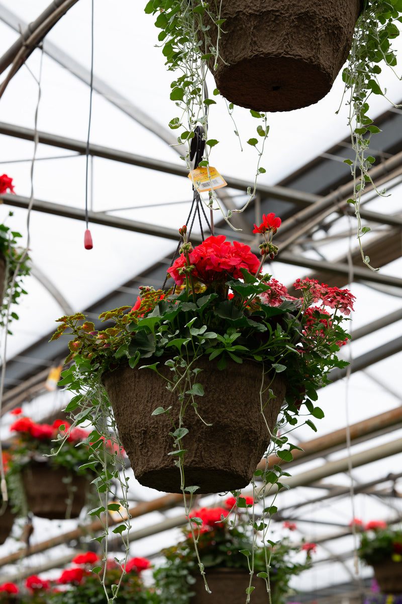 12" Premium Fibre Hanging Basket – Scarlet Cascade Mix