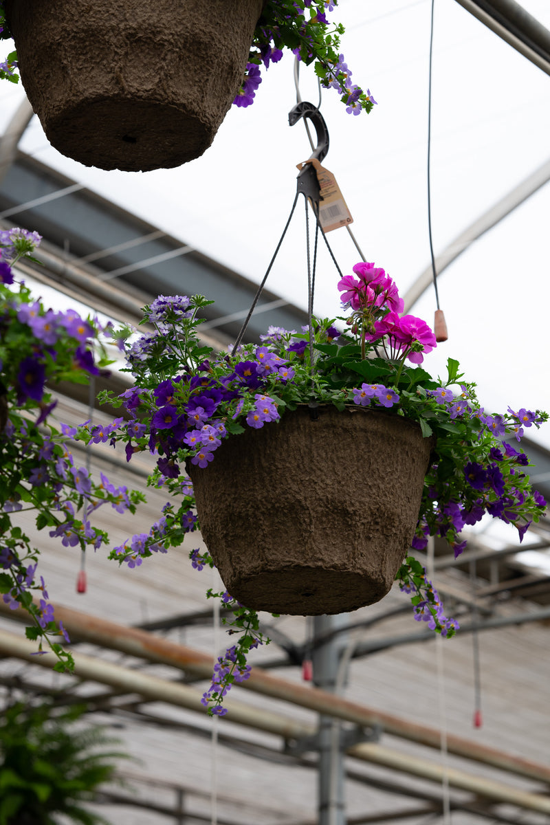 12" Premium Fibre Hanging Basket – Violet Twilight Mix