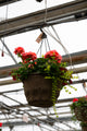 12" Premium Fibre Hanging Basket – Sunset Flame Mix