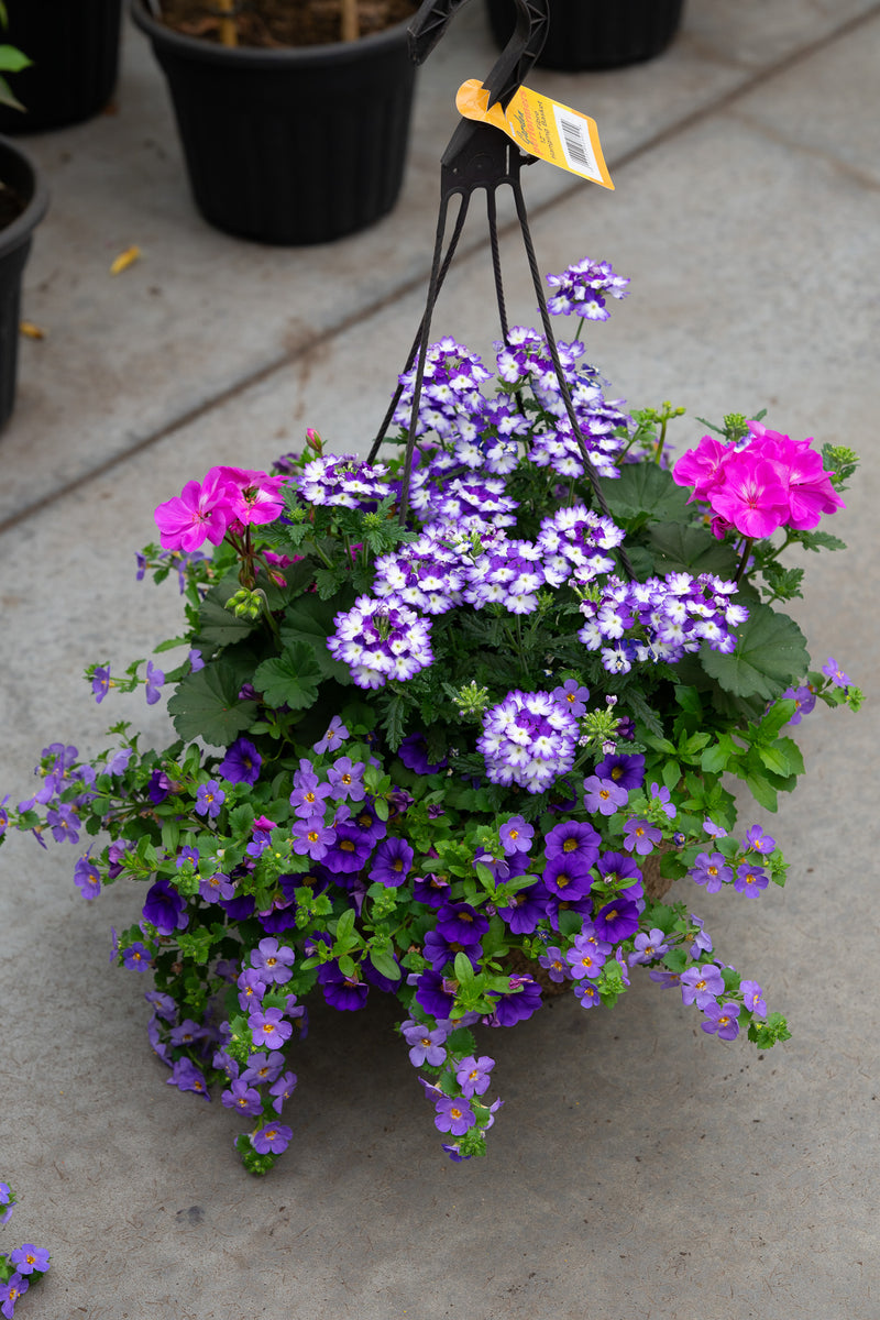 12" Premium Fibre Hanging Basket – Twilight Charm Mix